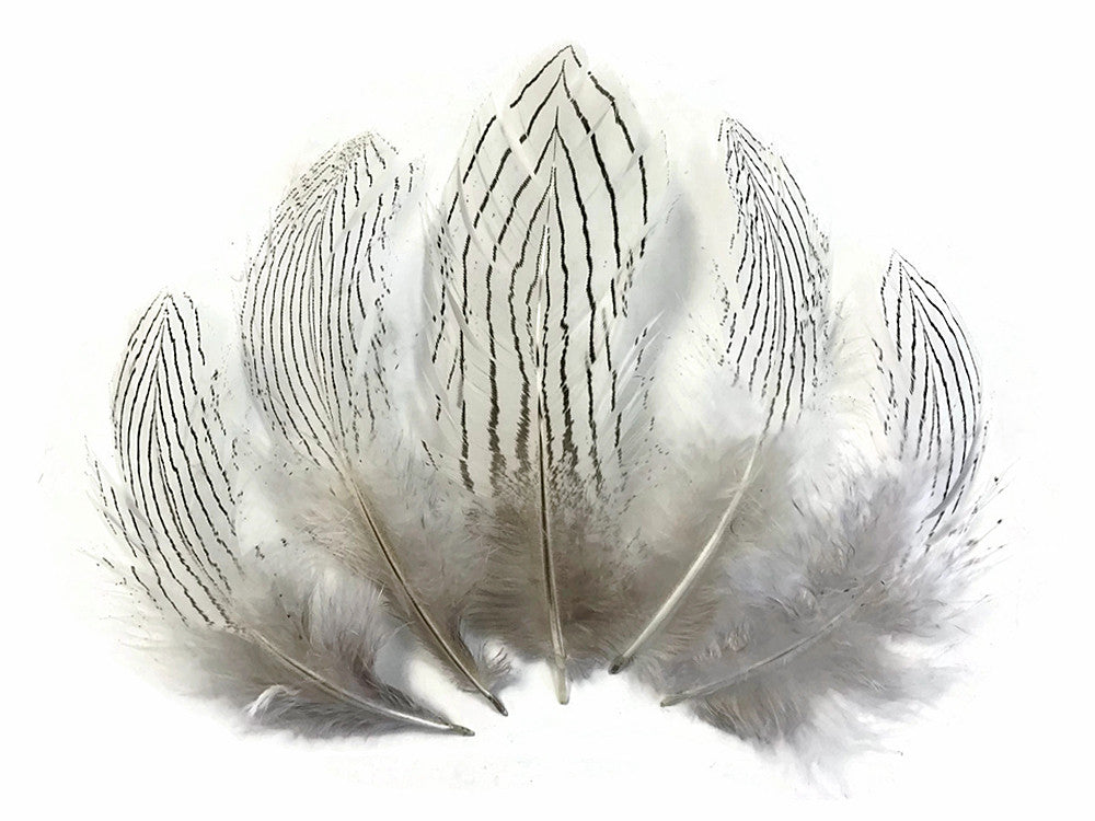 6 Pieces - Large Natural White Silver Pheasant Barred Plumage Feathers