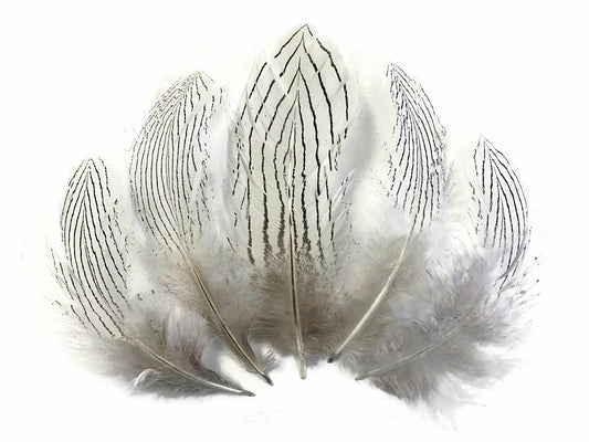 6 Pieces - Large Natural White Silver Pheasant Barred Plumage Feathers