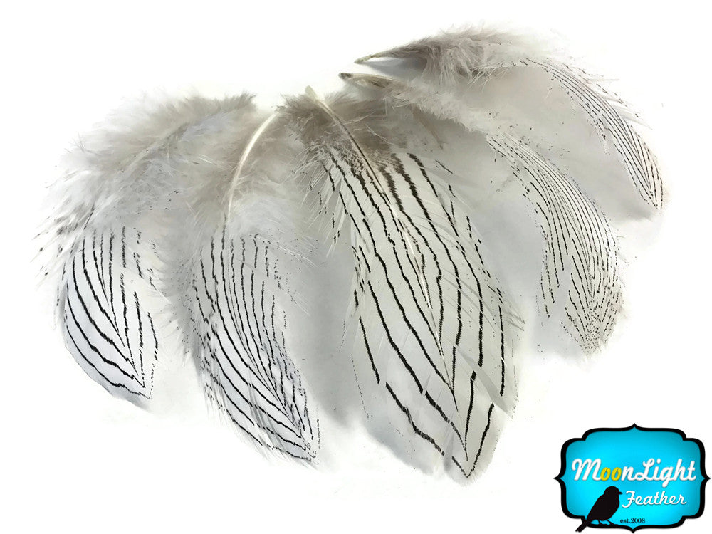 6 Pieces - Large Natural White Silver Pheasant Barred Plumage Feathers