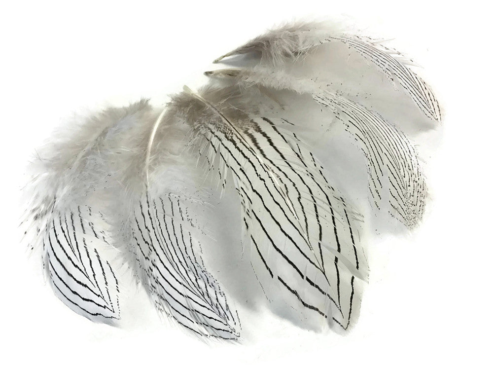 1/8 Lb. - Natural Silver Pheasant Body Plumage Wholesale Feathers (Bulk)