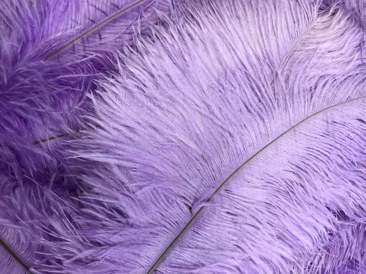 10 Pieces - 14-17" Lavender Ostrich Dyed Drab Body Feathers