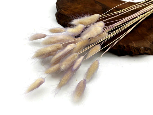 30 Pieces - 12-15" Pale Lavender Bunny Tail Preserved Dried Botanical Grass Bouquet