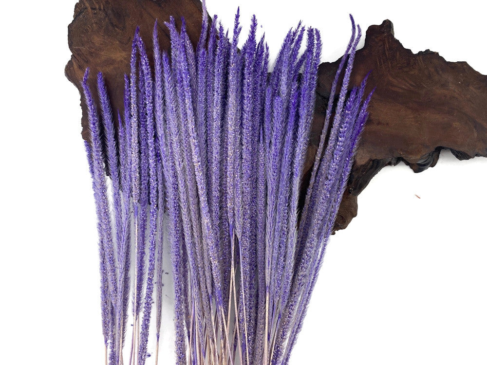 60 Pieces - 18-22" Dyed Lilac Thousand Grass Reed Preserved Dried Botanical 