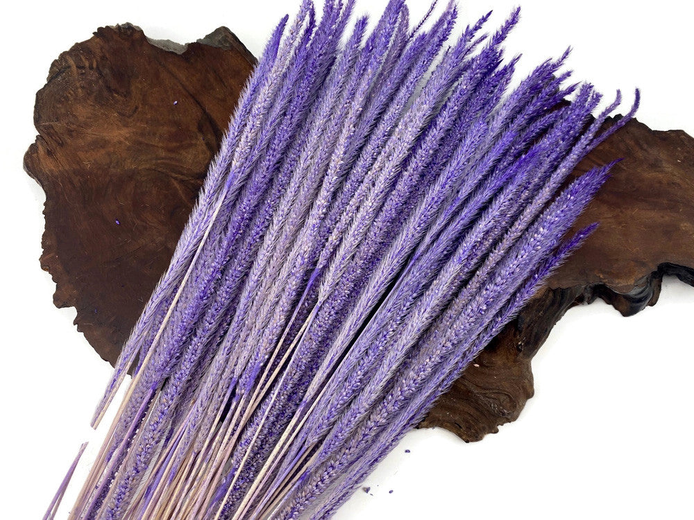 60 Pieces - 18-22" Dyed Lilac Thousand Grass Reed Preserved Dried Botanical 