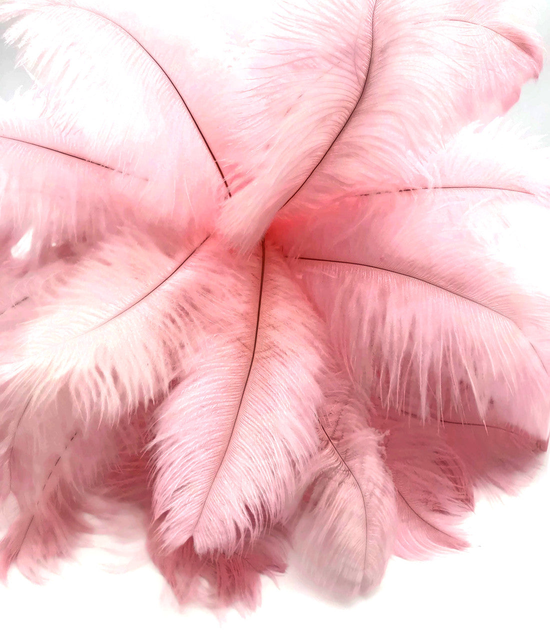 10 Pieces - 17-19" Baby Pink Large Bleached & Dyed Ostrich Drabs Body Feathers