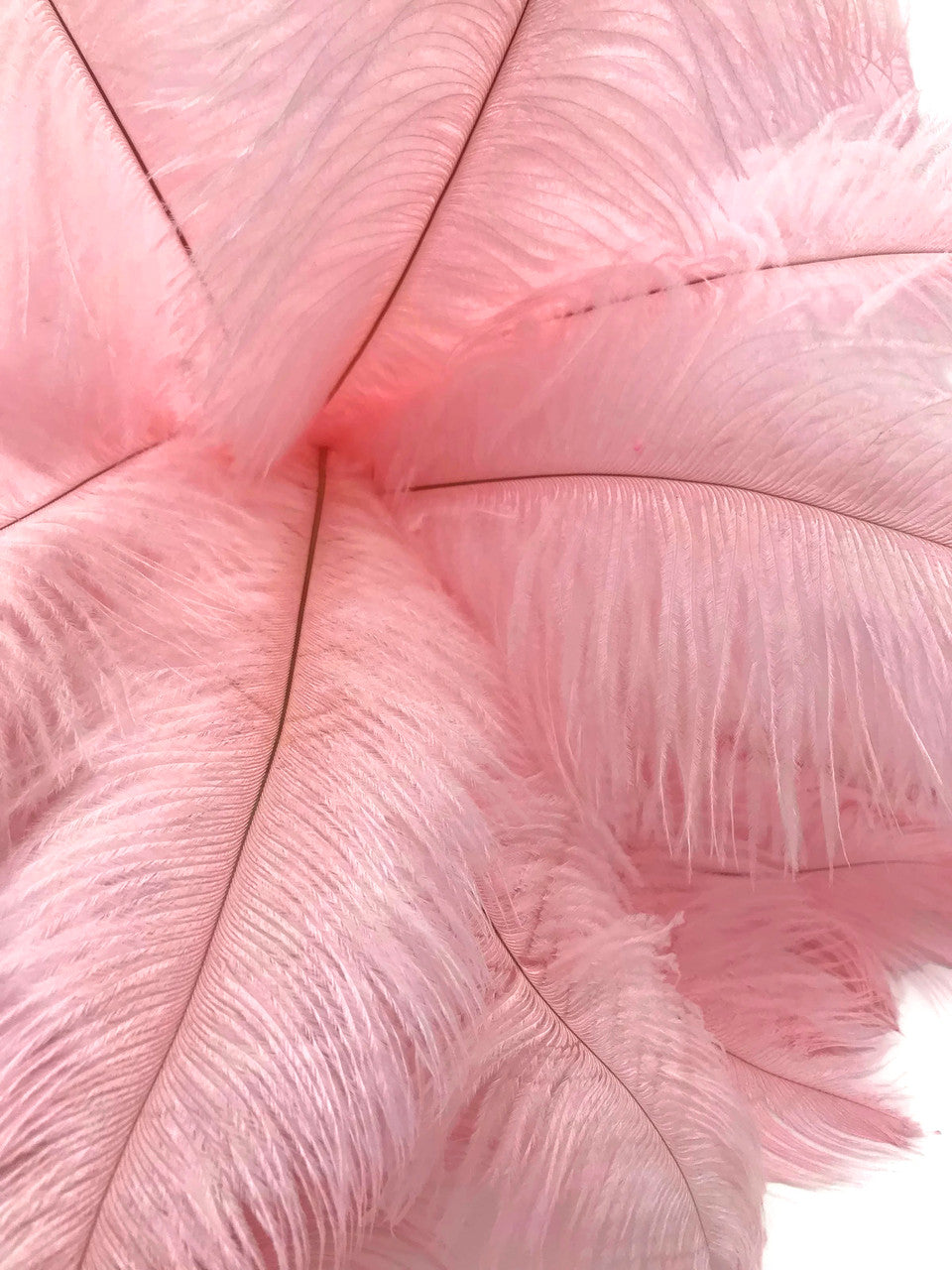 10 Pieces - 17-19" Baby Pink Large Bleached & Dyed Ostrich Drabs Body Feathers