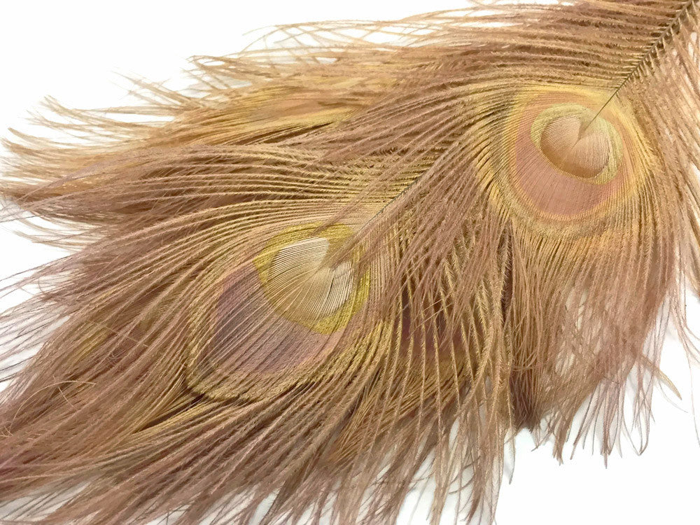 5 Pieces – Light Brown Bleached & Dyed Peacock Tail Eye Feathers 10-12” Long 