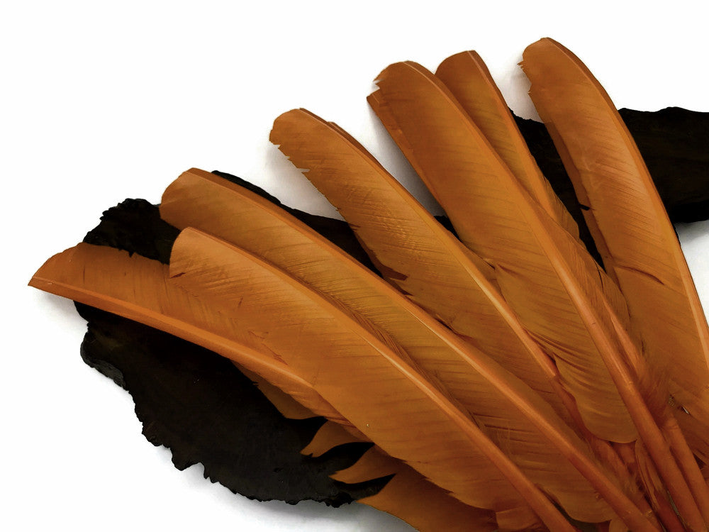 6 Pieces - Light Brown Turkey Pointers Primary Wing Quill Large Feathers