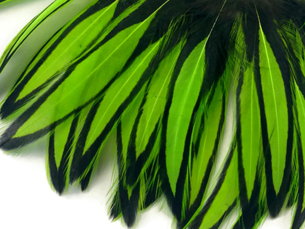 1 Dozen - Lime Green Whiting Farms BLW Laced Hen Cape Loose Feathers