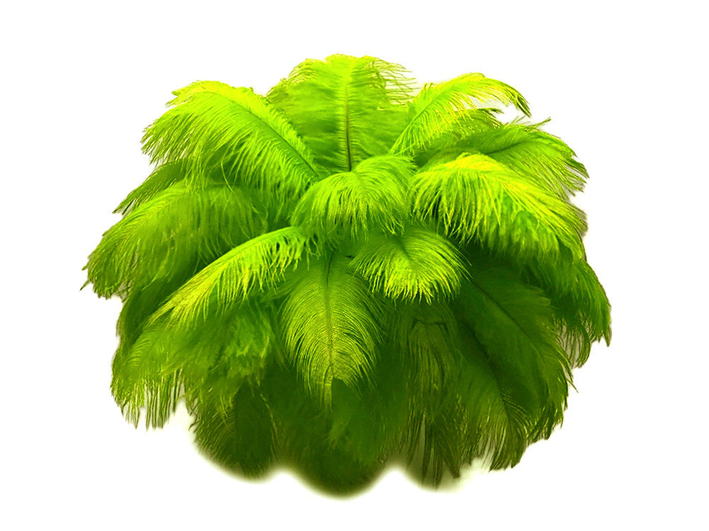 1/2 Lb. - 19-24" Lime Green Ostrich Extra Long Drab Wholesale Feathers (Bulk)