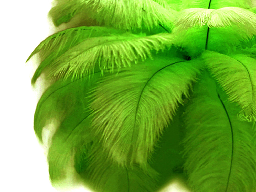 100 Pieces - 6-8" Lime Green Wholesale Ostrich Drabs Feathers (Bulk)