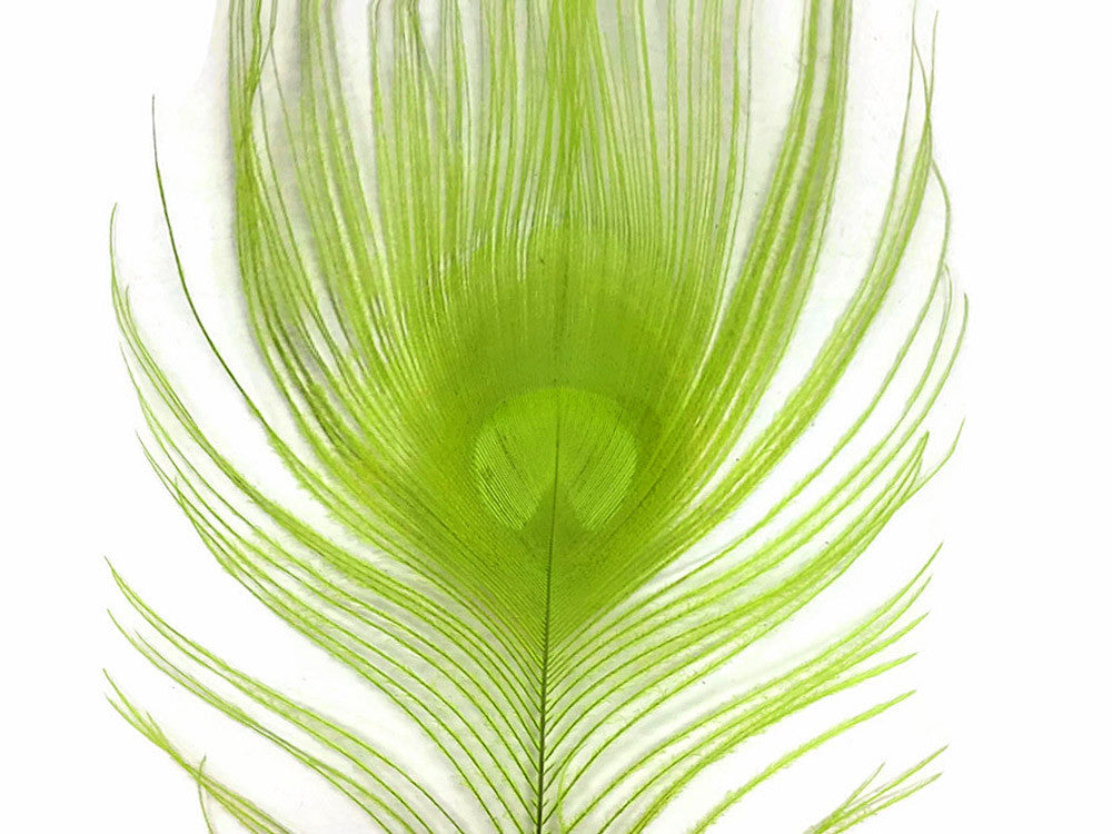 5 Pieces – Lime Green Bleached & Dyed Peacock Tail Eye Feathers 10-12” Long 