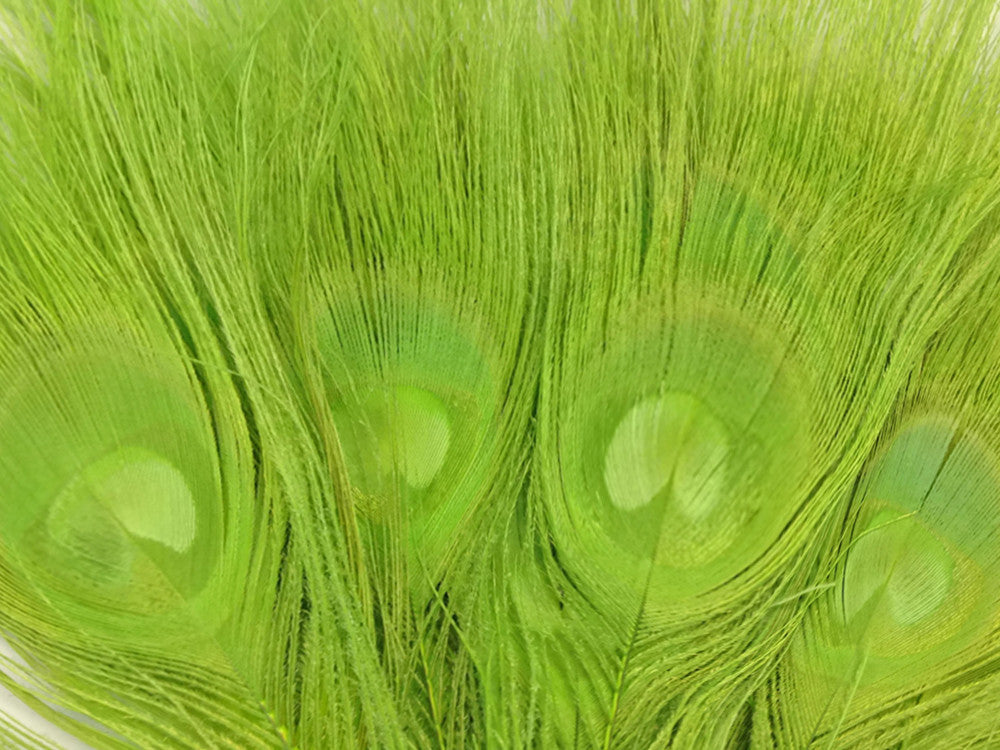 50 Pieces – Lime Green Bleached & Dyed Peacock Tail Eye Wholesale Feathers (Bulk) 10-12” Long 