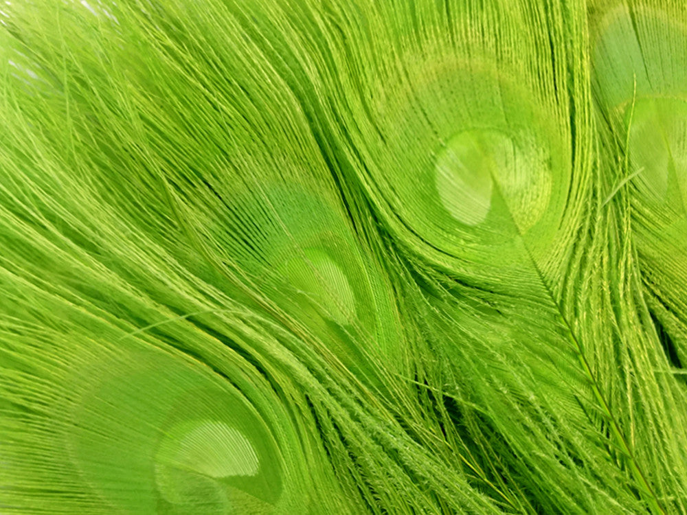 100 Pieces – Lime Green Bleached & Dyed Peacock Tail Eye Wholesale Feathers (Bulk) 10-12” Long 