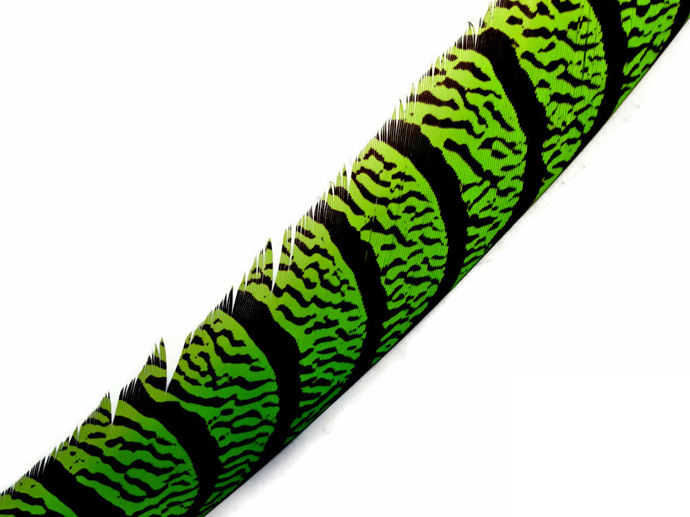 5 Pieces - 30-35" Lime Green Zebra Lady Amherst Pheasant Tail Super Long Feathers