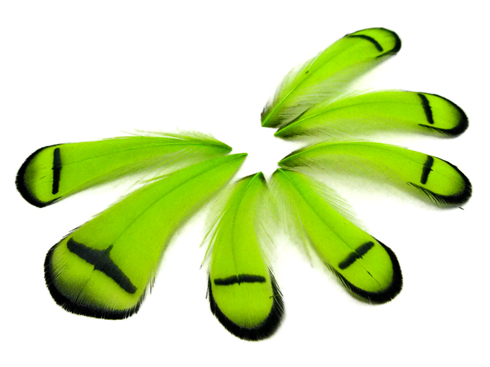 1 Dozen - Dyed Lime Green Lady Amherst Pheasant Tippet Feathers