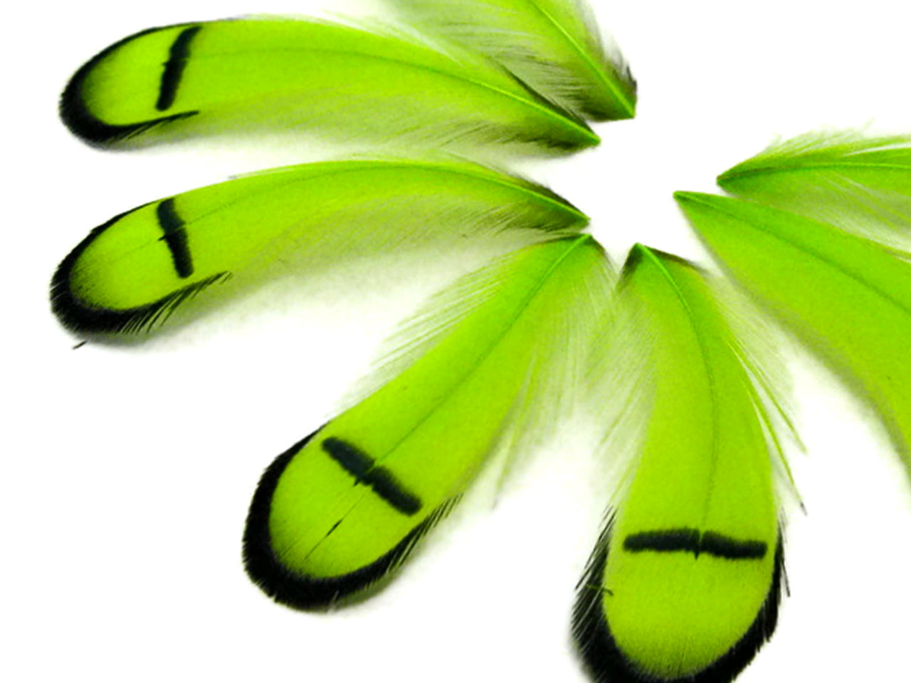 1 Dozen - Dyed Lime Green Lady Amherst Pheasant Tippet Feathers