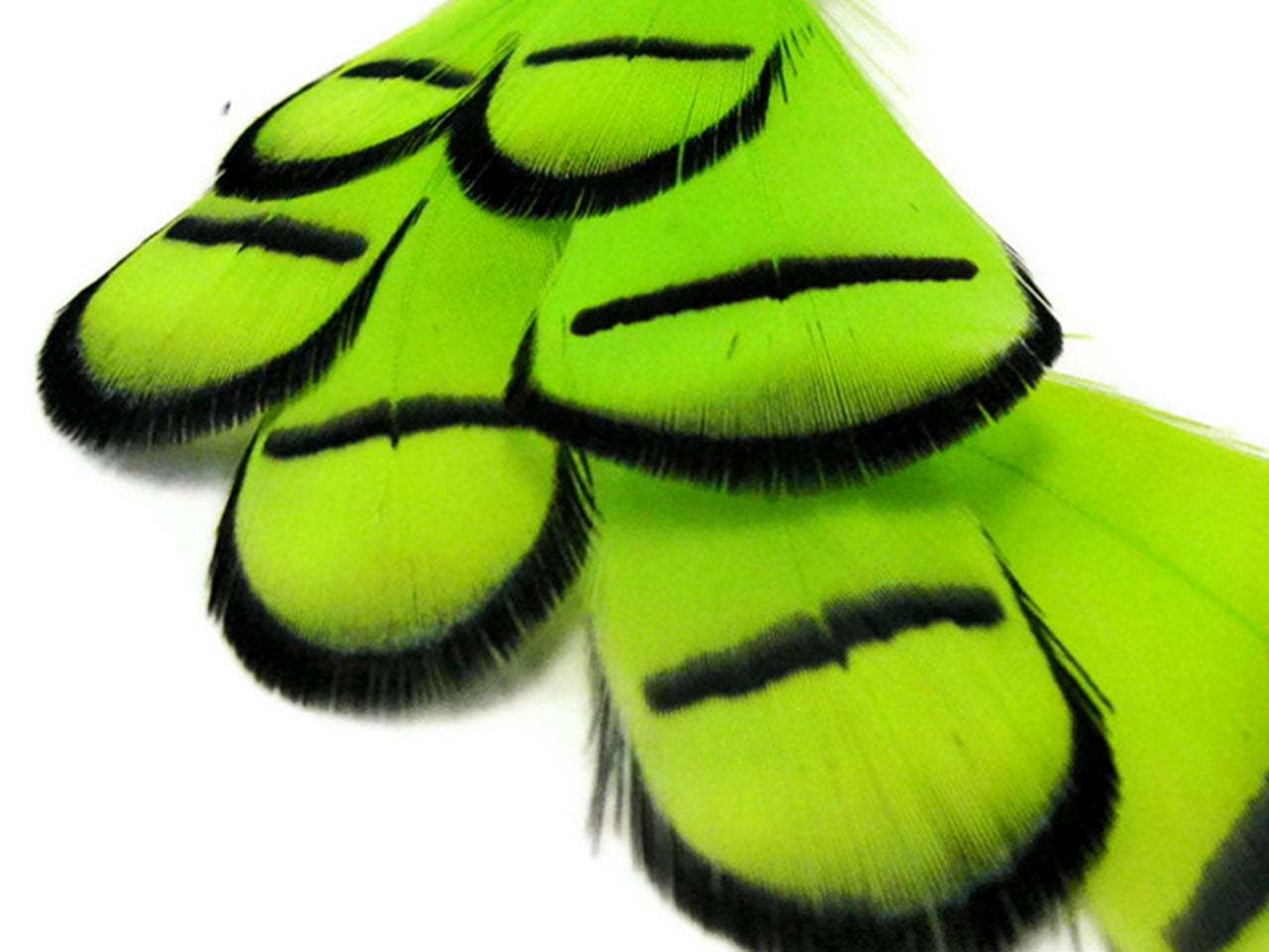 1 Dozen - Dyed Lime Green Lady Amherst Pheasant Tippet Feathers