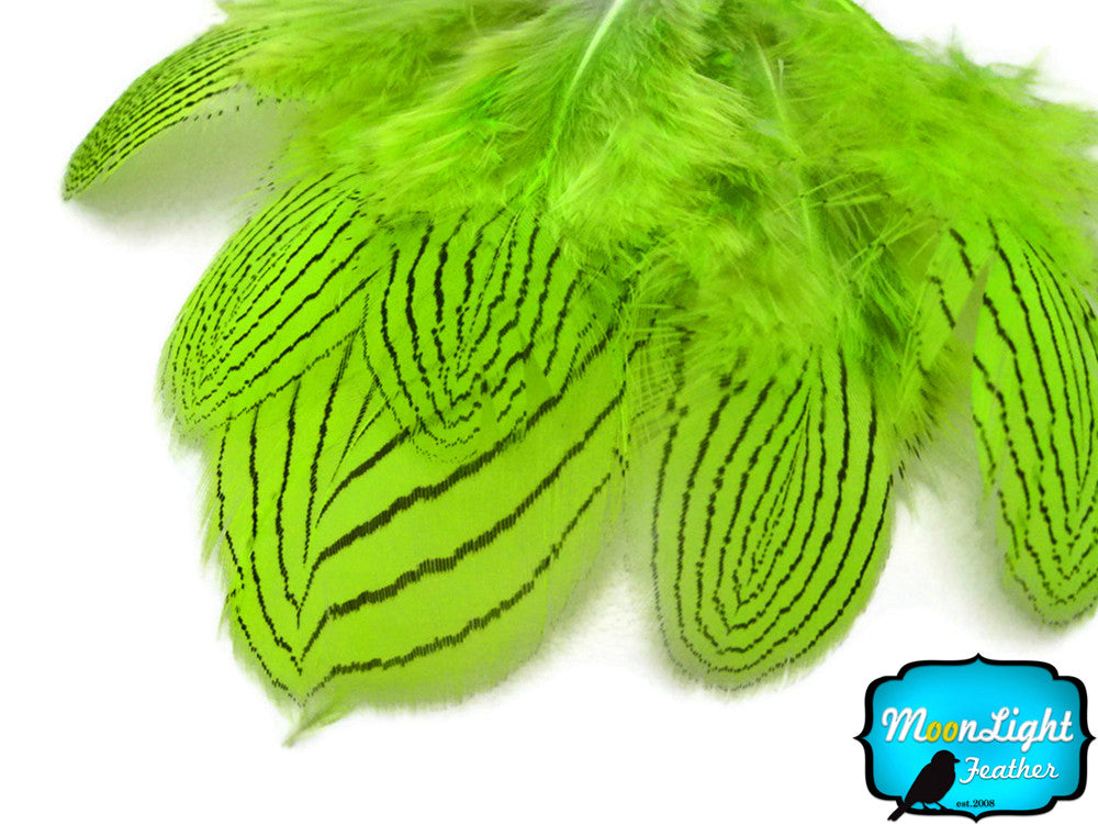 1 Dozen - Lime Silver Pheasant Feathers