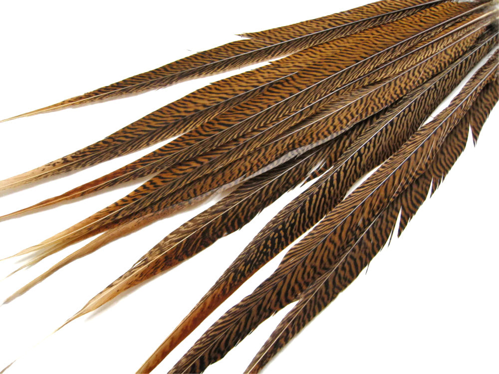 50 Pieces - 16-18" Natural Brown Golden Pheasant Tail Wholesale Feathers (Bulk)