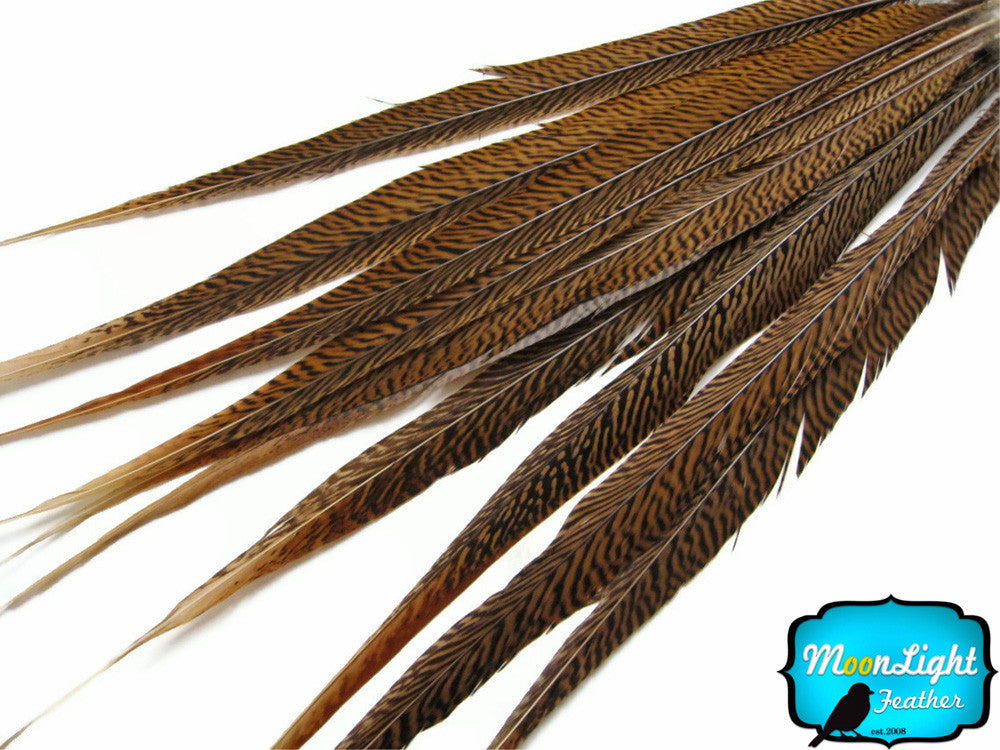 50 Pieces - 25-30" Natural Golden Pheasant Tail Wholesale Feathers (Bulk)