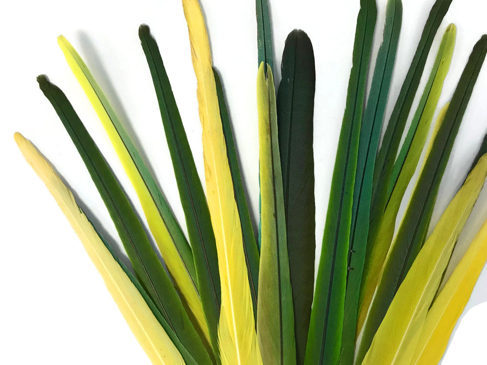 4 Pieces - Long Green & Yellow Mix Conure Tail Rare Feathers