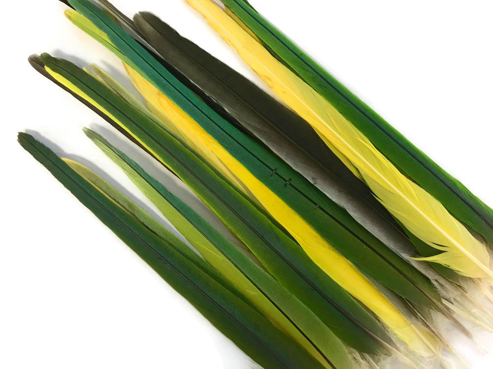 4 Pieces - Long Green & Yellow Mix Conure Tail Rare Feathers