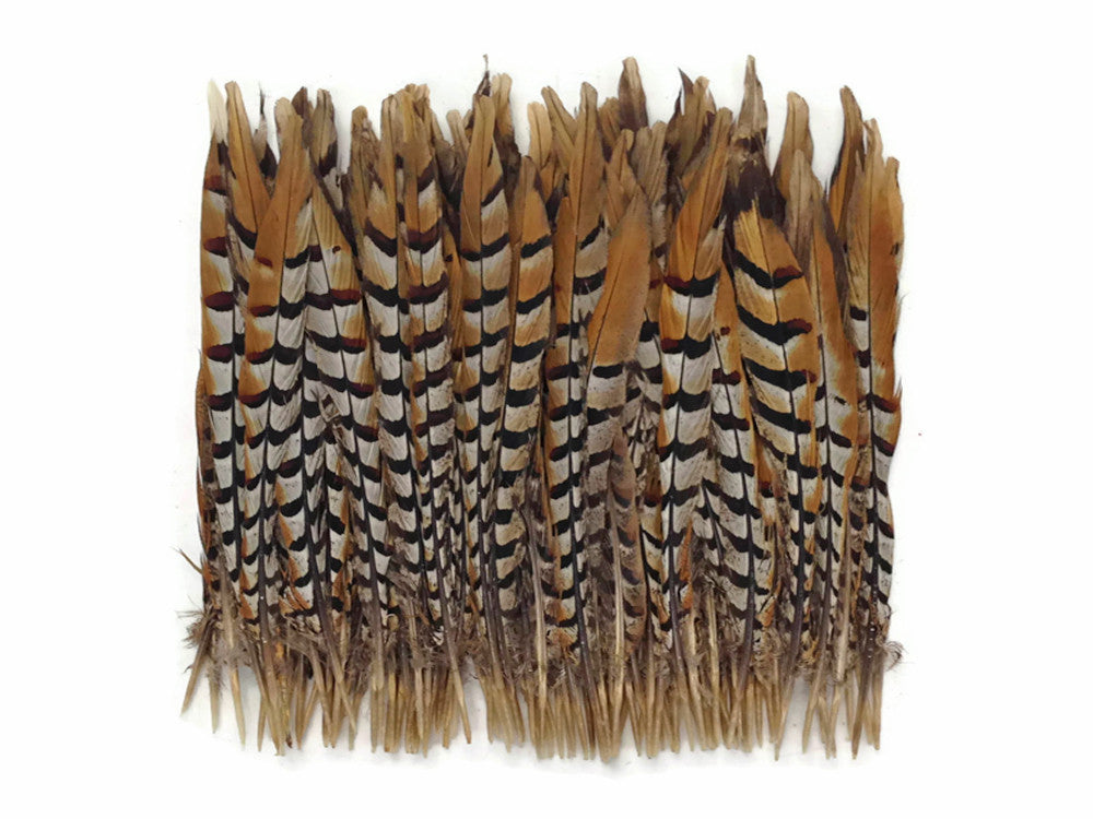 50 Pieces - 12-14" Natural Reeves Venery Pheasant Tail Wholesale Feathers (Bulk)