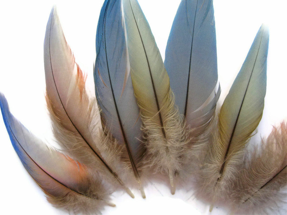 4 Pieces - Small Natural Blue Covert Wing Scarlet Macaw Rare Feathers