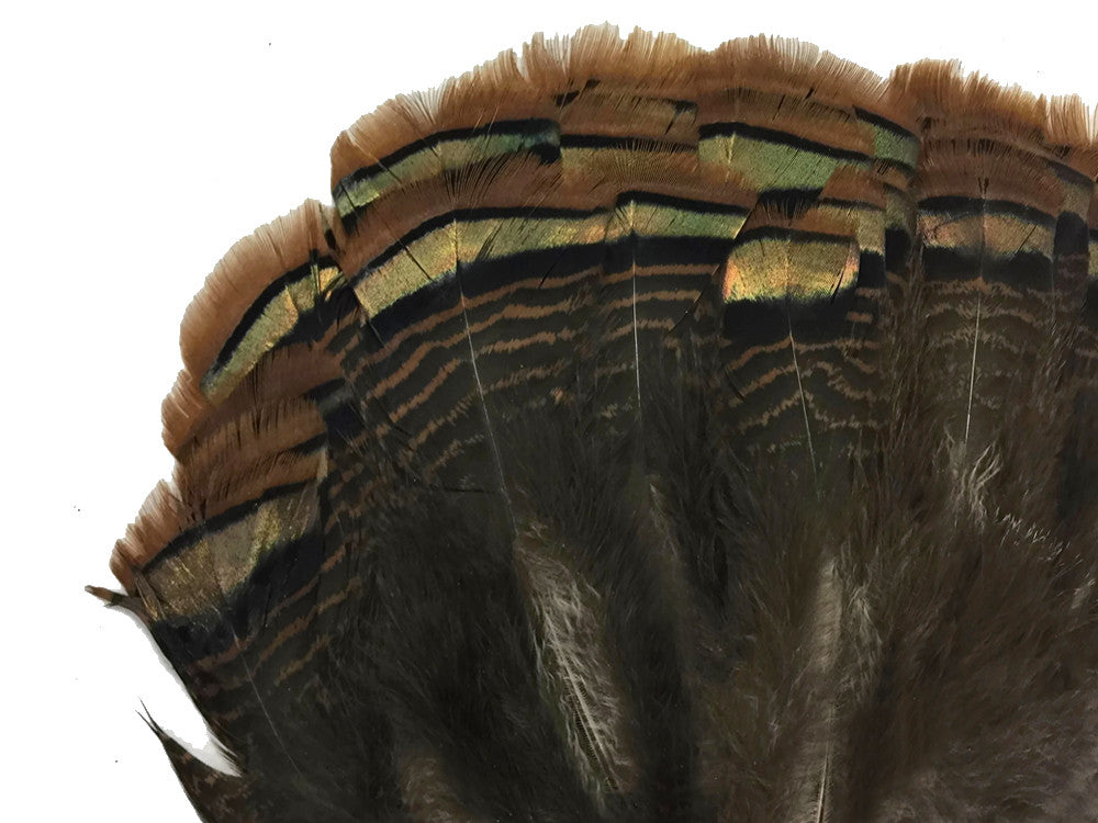 1 Pair - Natural Brown Bronze Merriam Small Wild Turkey Tail Feather Clump