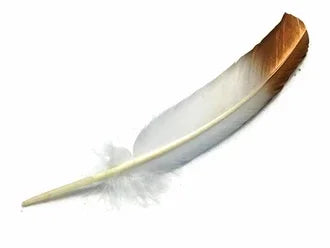 Natural white and brown patterned feather for DIY crafts and fashion decor