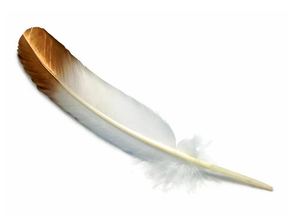 1/4 lbs. - Gold Metallic Spray Paint Over White Tipped Tom Turkey Rounds Imitation "Eagle" Wholesale Feathers (Bulk)