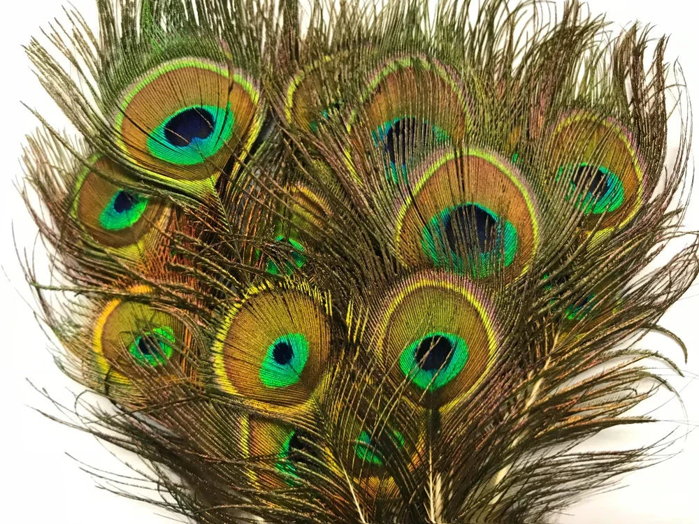 Vibrant peacock feathers with iridescent blue and green eyes for crafts and decor.