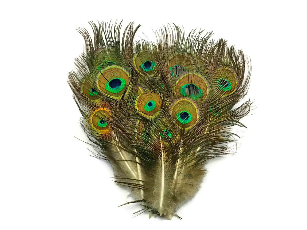 10 Pieces - Mini Natural Peacock Tail Body Feathers 3-6" Long