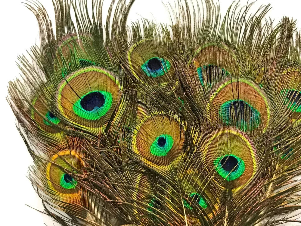 Vibrant peacock feathers with iridescent blue and green eye patterns for crafts and decor.