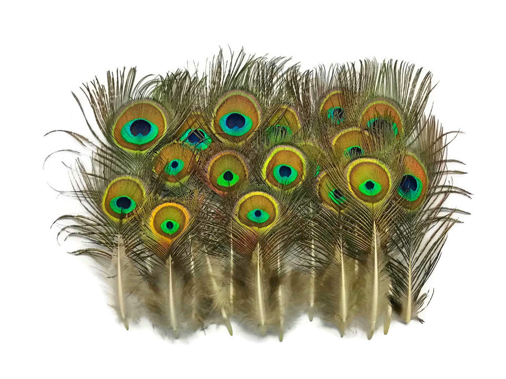 10 Pieces - Mini Natural Peacock Tail Body Feathers 3-6" Long