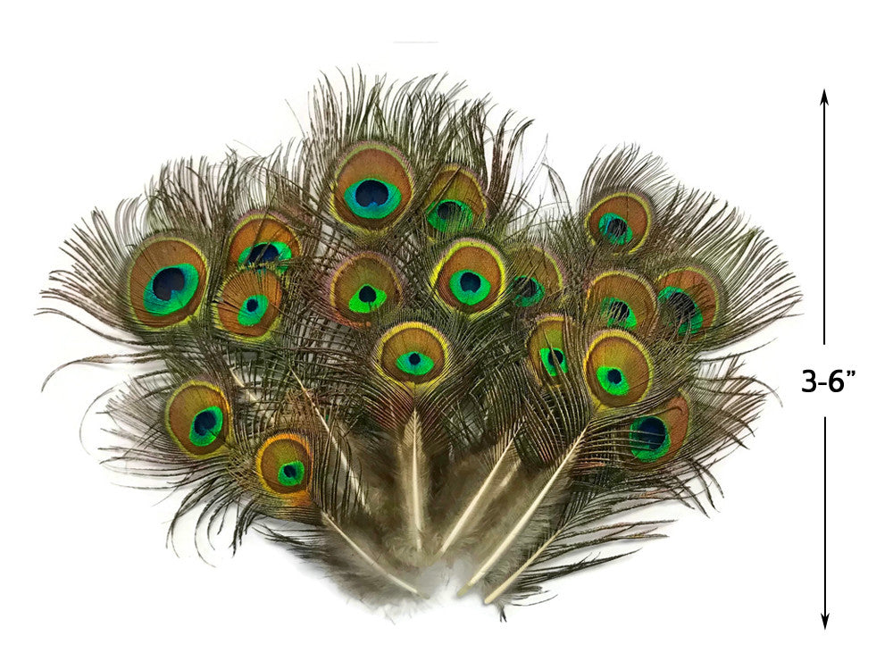 10 Pieces - Mini Natural Peacock Tail Body Feathers 3-6" Long