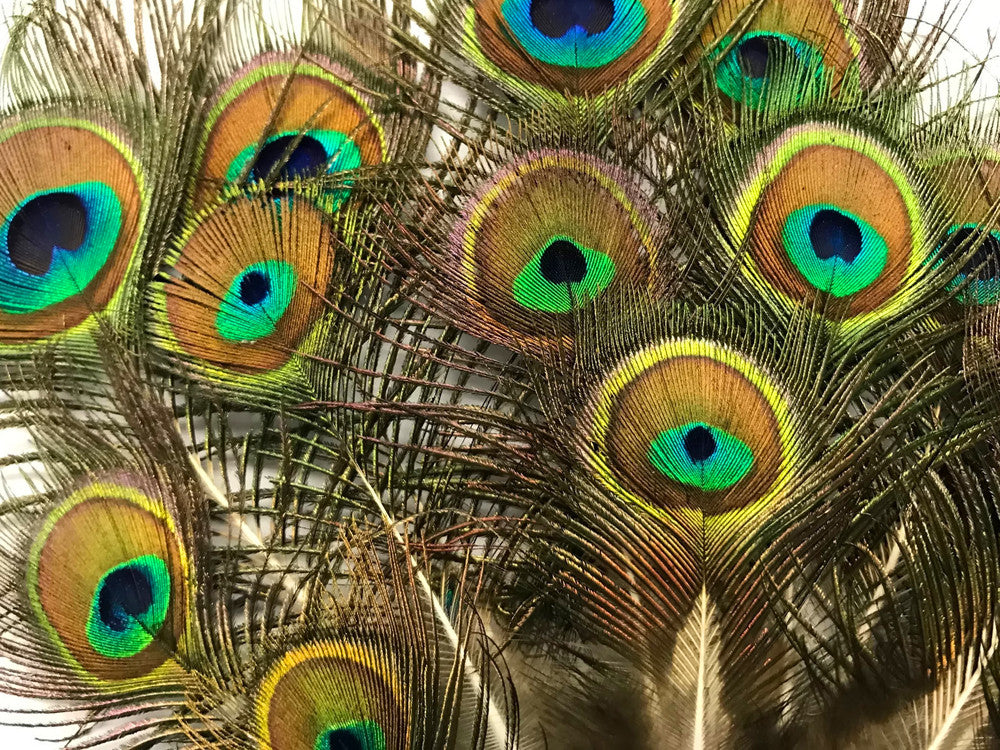 10 Pieces - Mini Natural Peacock Tail Body Feathers 3-6" Long