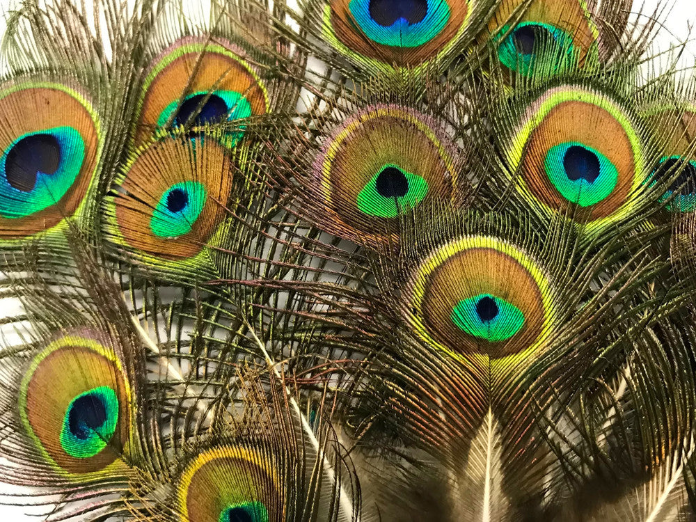 10 Pieces - Mini Natural Peacock Tail Body Feathers 3-6" Long - Amazon