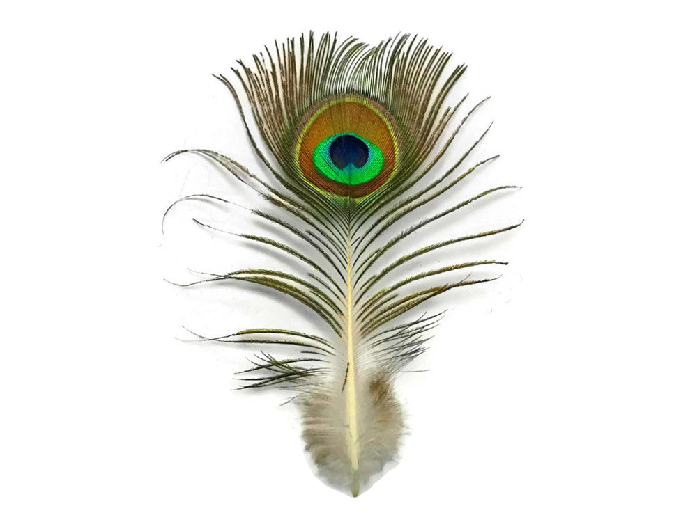 10 Pieces - Mini Natural Peacock Tail Body Feathers 3-6" Long - Amazon