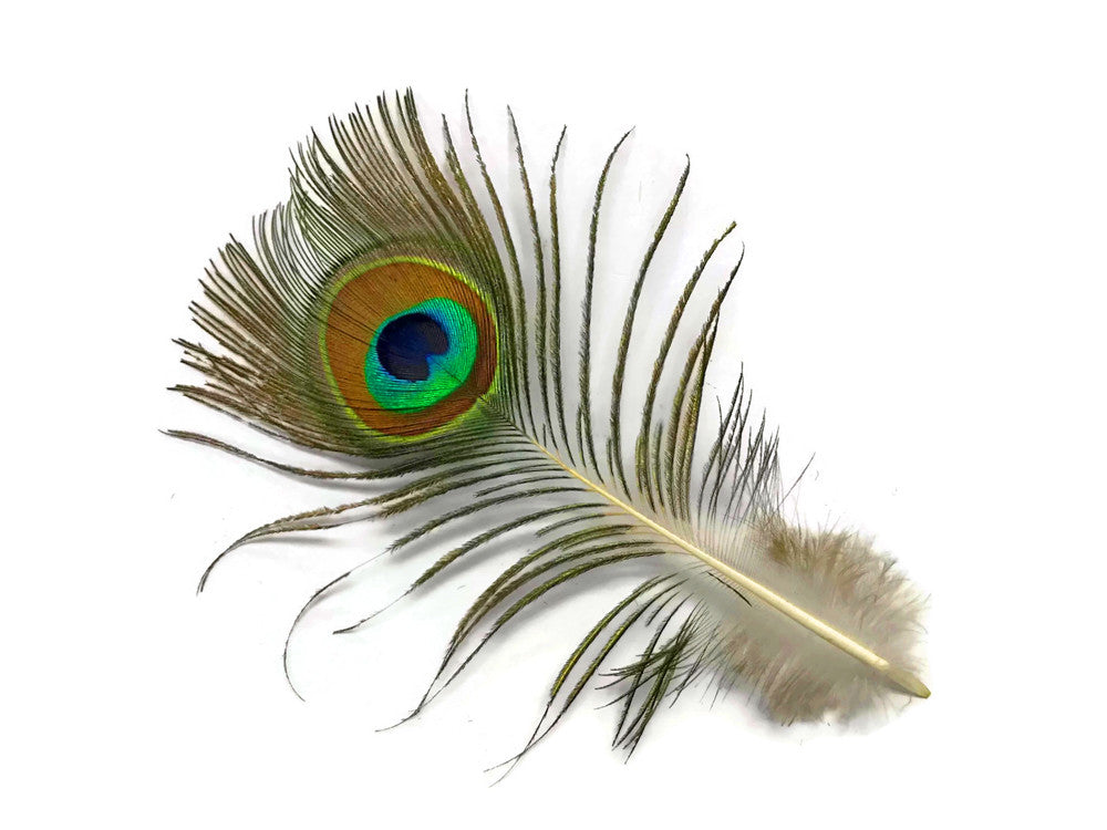 10 Pieces - Mini Natural Peacock Tail Body Feathers 3-6" Long