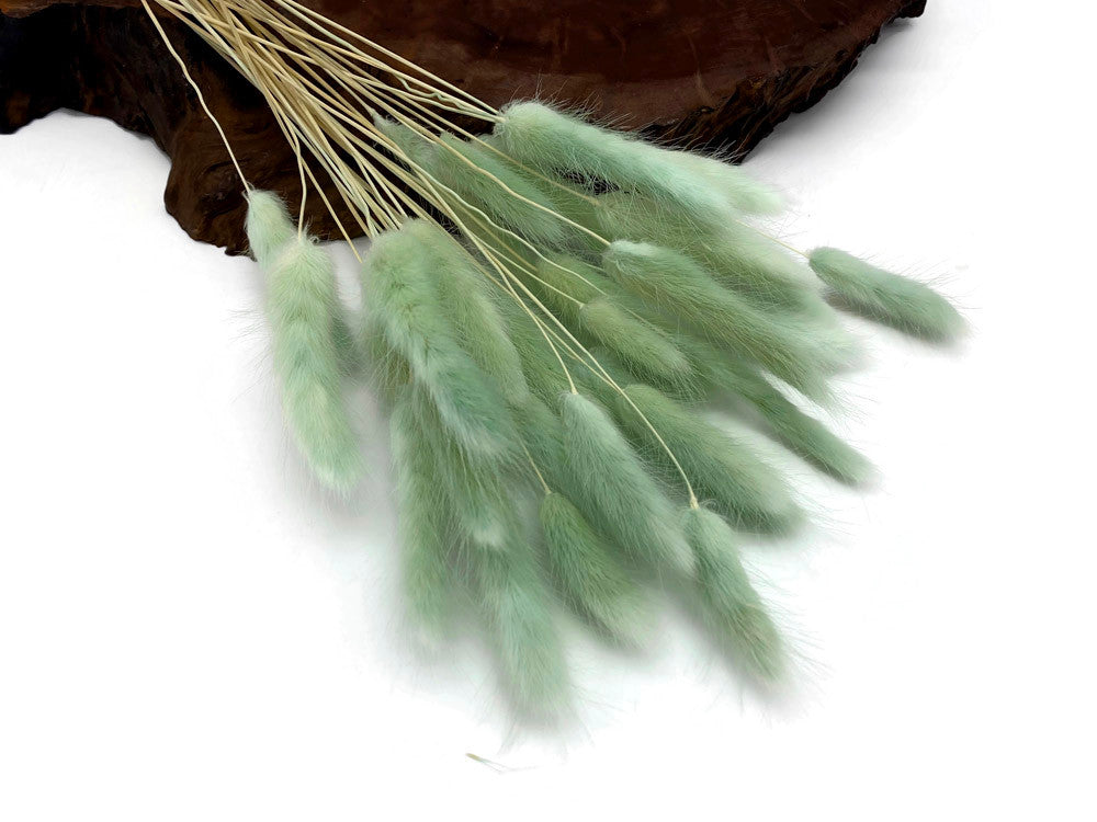 30 Pieces - 12-15" Mint Green Bunny Tail Preserved Dried Botanical Grass Bouquet