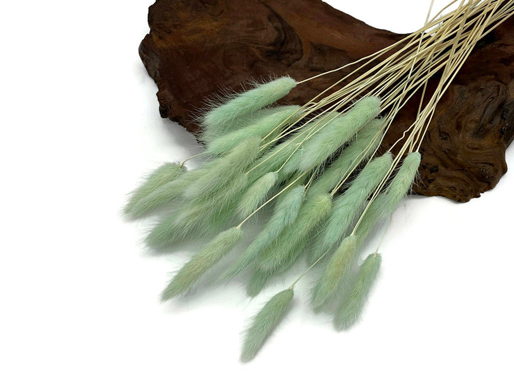 30 Pieces - 12-15" Mint Green Bunny Tail Preserved Dried Botanical Grass Bouquet