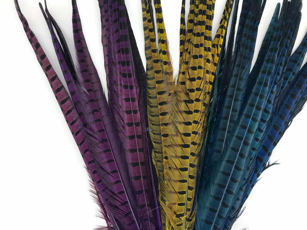 50 Pieces - 18-22" Blue Dyed Over Natural Long Ringneck Pheasant Tail Wholesale Feathers (Bulk)