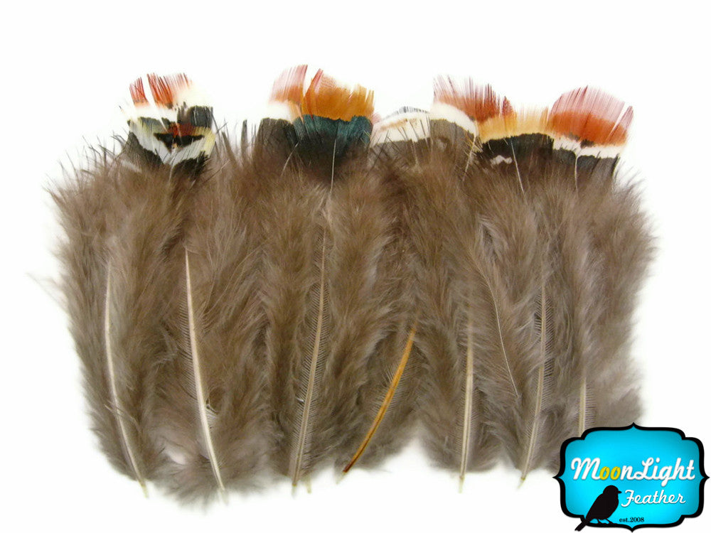 1 Pack - Mix Lady Amherst Pheasant Plumage Feathers 0.10 Oz.