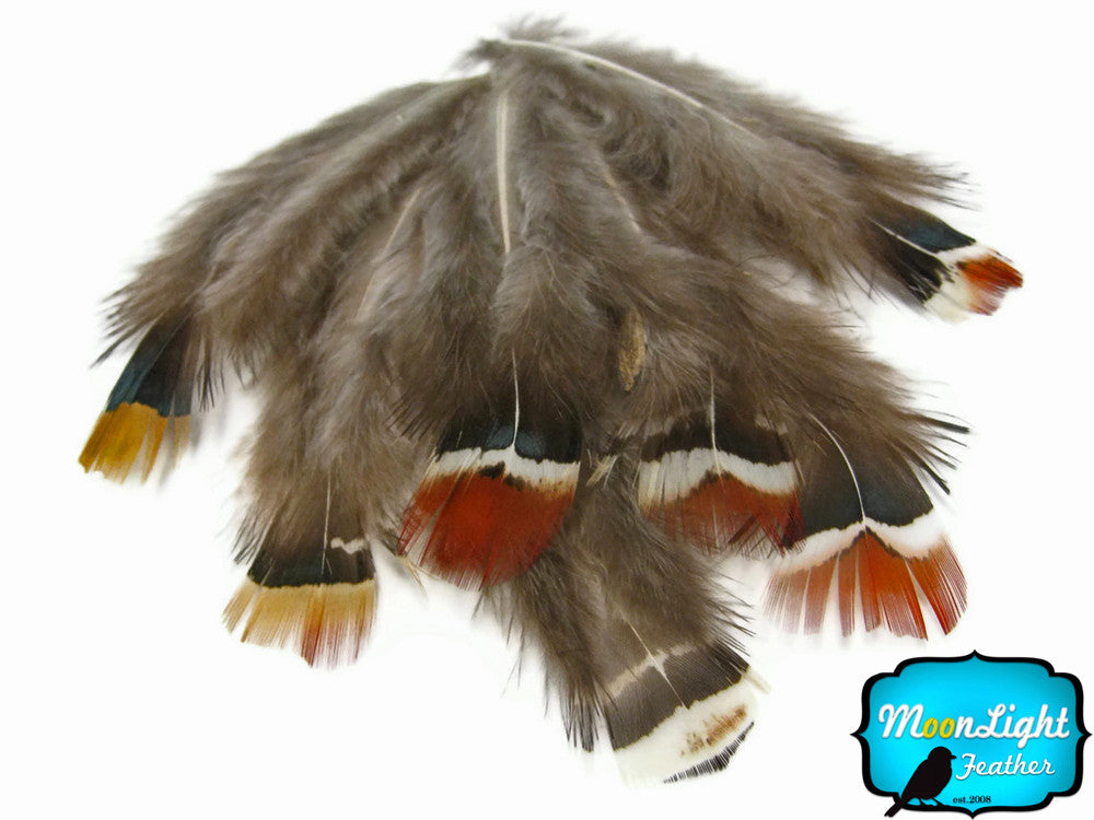 1 Pack - Mix Lady Amherst Pheasant Plumage Feathers 0.10 Oz.