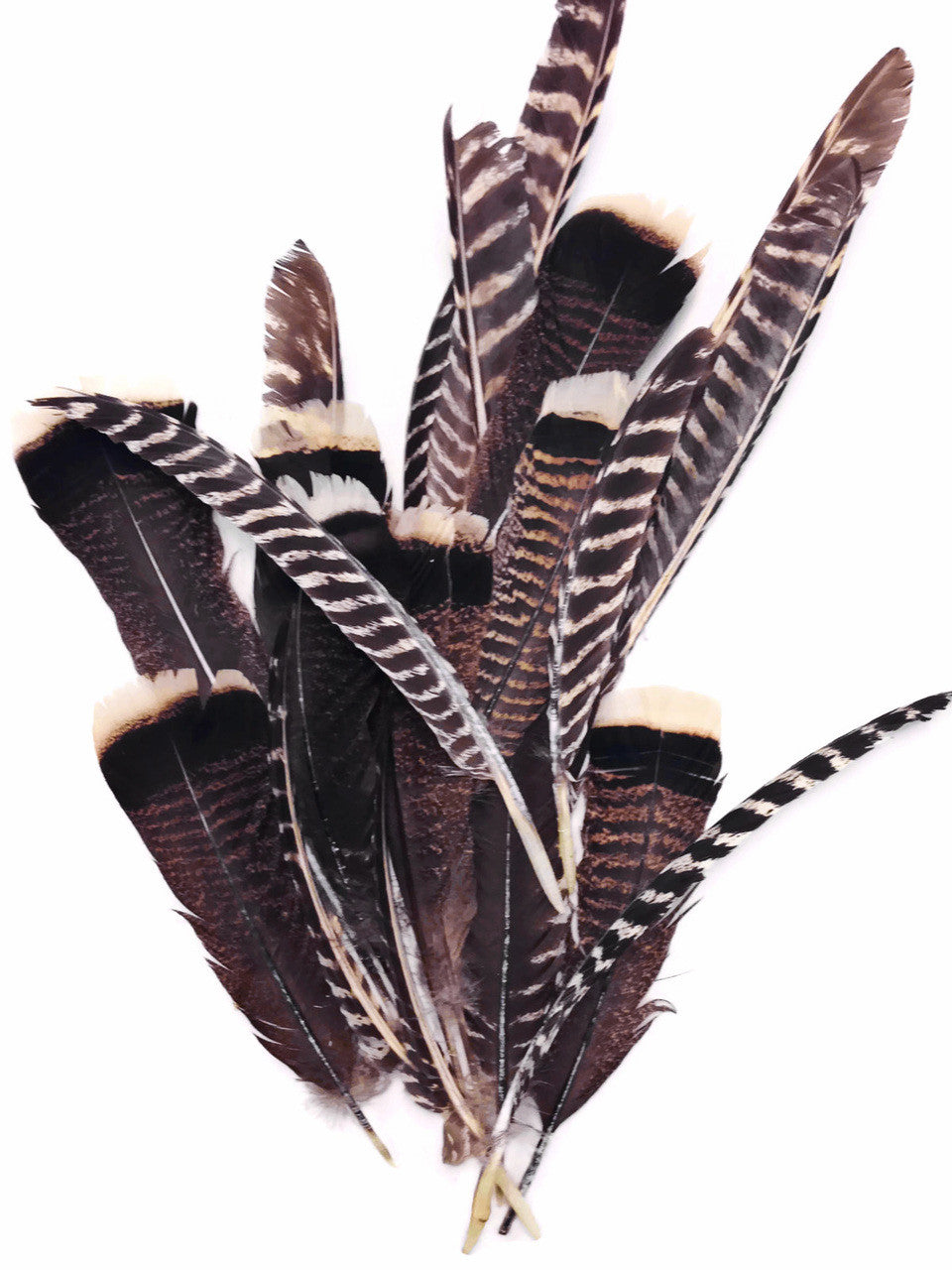 5 Pieces - Natural Merriam Black And Brown Wild Turkey Tail Feathers