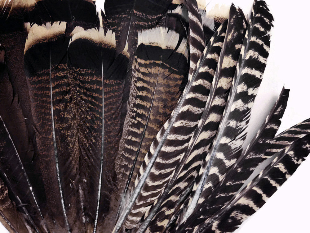 6 Pieces - Natural Barred Wild Turkey Merriam Primary Wing Pointer Quill Feathers