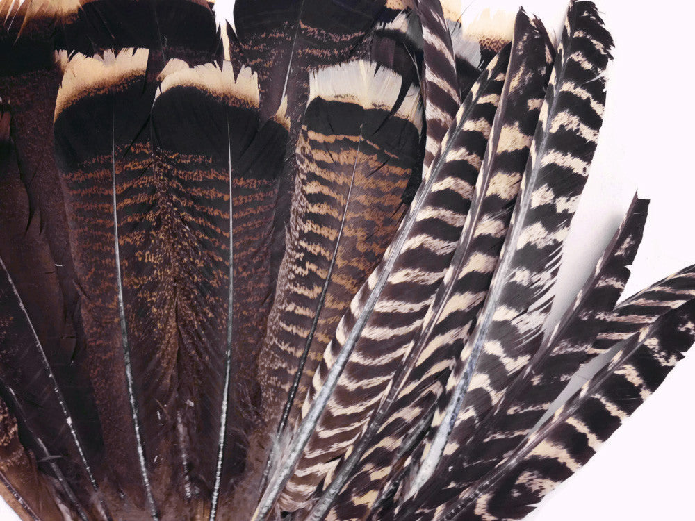 5 Pieces - Natural Merriam Black And Brown Wild Turkey Tail Feathers