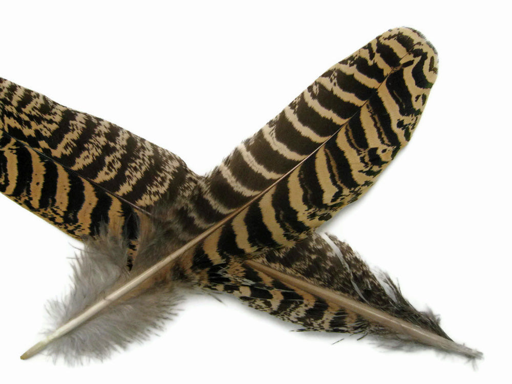 10 Pieces -  6-10" Natural Brown Barred Mottled Peacock Wing Quills Feathers